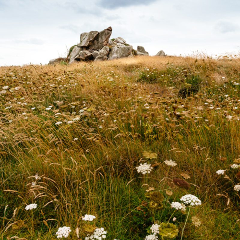 maregine_blumensteppe
