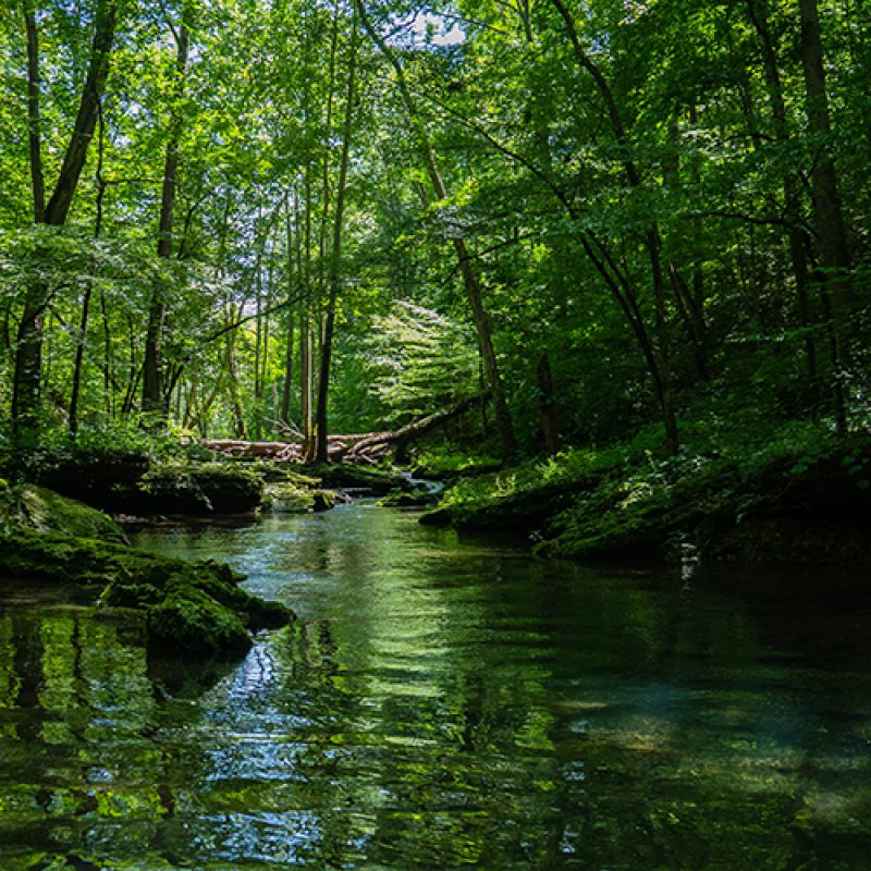 Beautiful scenery of a river surrounded by greenery in a forest