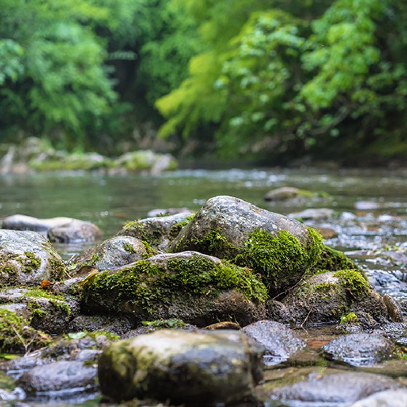 Mountain river flowing through the green forest. Rapid flow over rock covered with moss